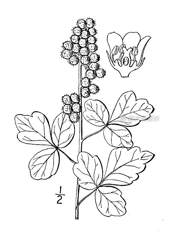 古董植物学植物插图:三叶胡，病香漆树