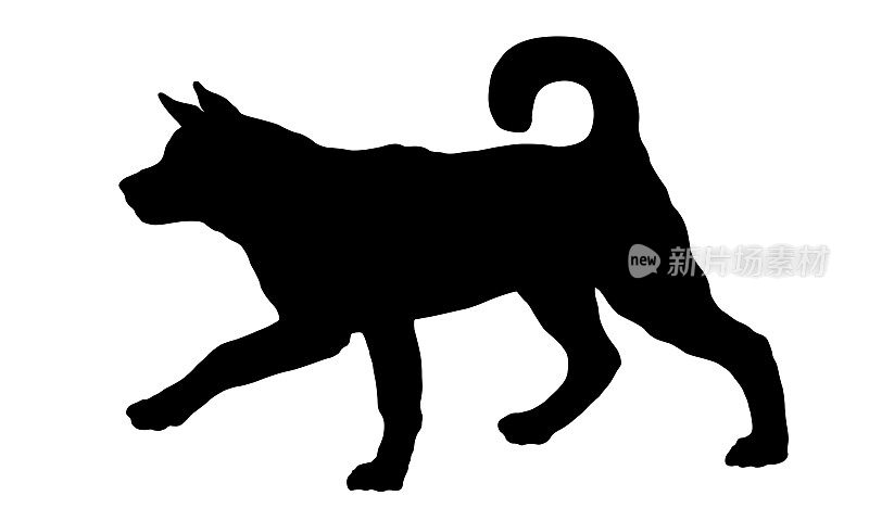 黑狗轮廓。奔跑的美国秋田犬。宠物的动物。孤立在白色背景上。
