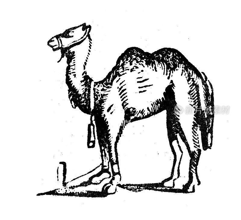 古董雕刻插图:骆驼