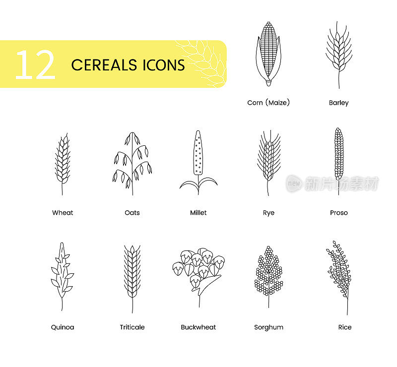 谷物植物的图标包括小麦、燕麦和大麦、黑麦和玉米、小黑麦和高粱、荞麦和藜麦、粗麦或小米、水稻。矢量线说明谷类植物。