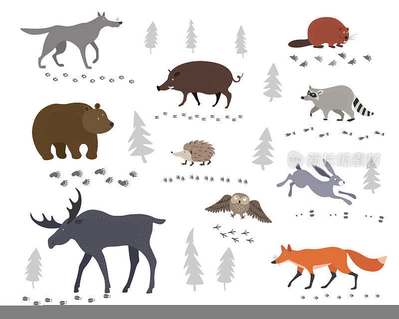 一组森林动物和他们的脚印-野兔，狐狸，野猪，狼，熊，麋鹿，刺猬，海狸和浣熊。