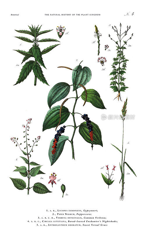 古董植物雕刻，植物王国的历史，维多利亚植物插图，板块4，大约1853年