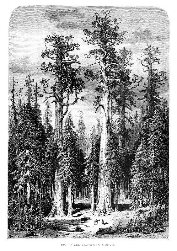 马里波萨树林，约塞米蒂国家公园，内华达山脉，加利福尼亚州，美国，地理
