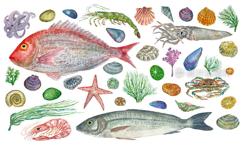 水彩与海鲜，贝壳，鱼，虾和海藻