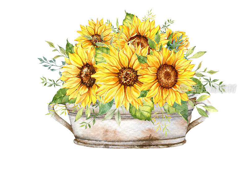水彩向日葵花束，手绘向日葵花束与绿色植物，向日葵插花。向日葵农舍装饰。水彩花卉。植物绘画。白色背景。