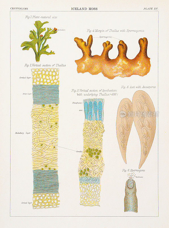 冰岛苔藓彩色印刷术1883年
