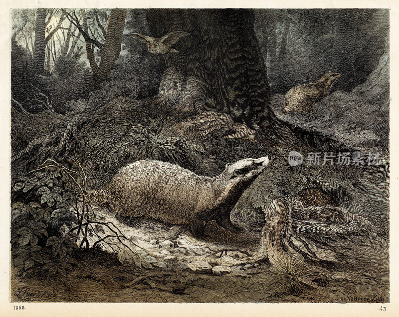 獾色谱仪1868年