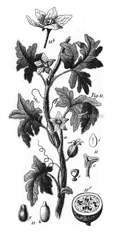 水梅隆，各种植物，包括漆树，芦花和葫芦家族成员雕刻古董插图，出版于1851年