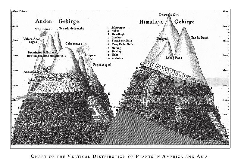 美洲和亚洲植物垂直分布图，植物分布图和版画古画插图，1851年出版