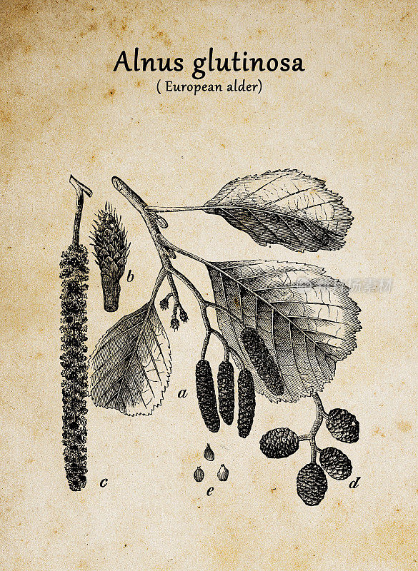 植物学植物仿古雕刻插图:赤杨(普通赤杨、黑赤杨、欧洲赤杨、赤杨)
