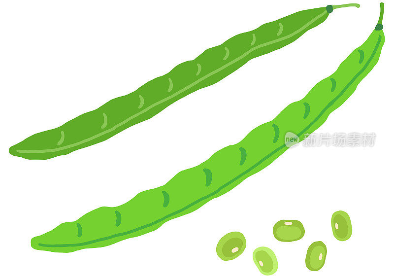 绿豆，髓鞘和豆类