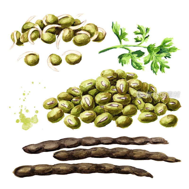生绿豆，幼苗，芽，胚芽与豆荚套。手绘水彩插图，孤立的白色背景