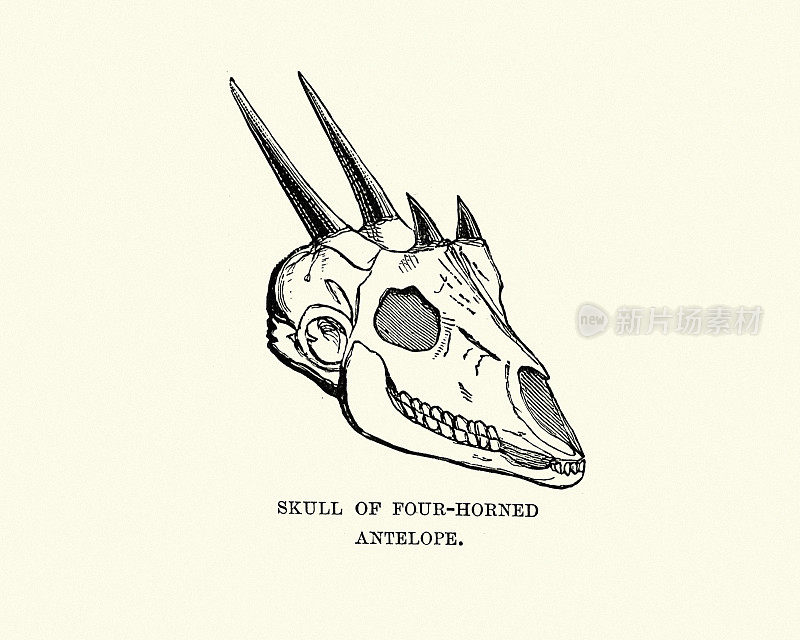 四角羚的头骨(四角羚)，或乔辛哈羚