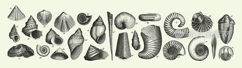 《历史的年份》，铜板岩地层化石，威克斯沃斯洞穴部分和化石雕刻古董插图，出版于1851年