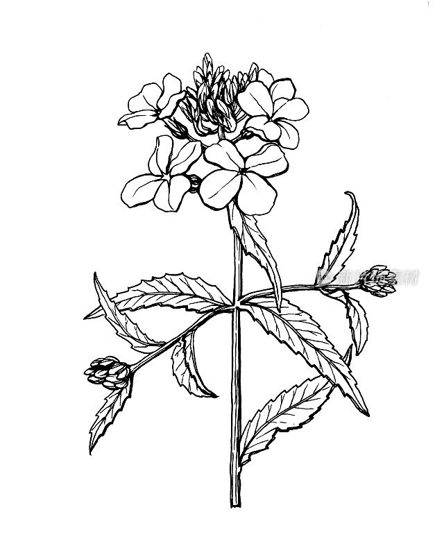 大花苜蓿的一支(大花苜蓿、锦缎紫罗兰、小花苜蓿、夏季丁香花、大花苜蓿)。黑白轮廓插图手绘作品孤立在白色。