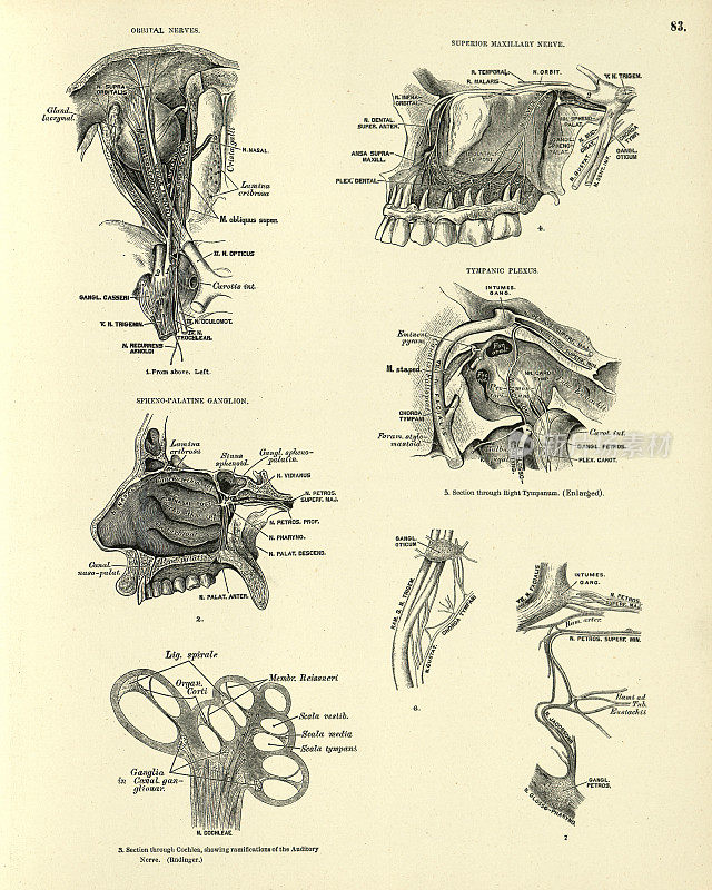 解剖学，眶神经，上颌神经，鼓室丛，蝶腭神经节，维多利亚解剖学图