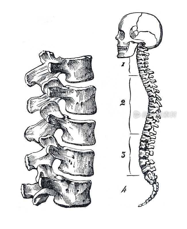 人类头骨，脊椎和脊椎插图1886