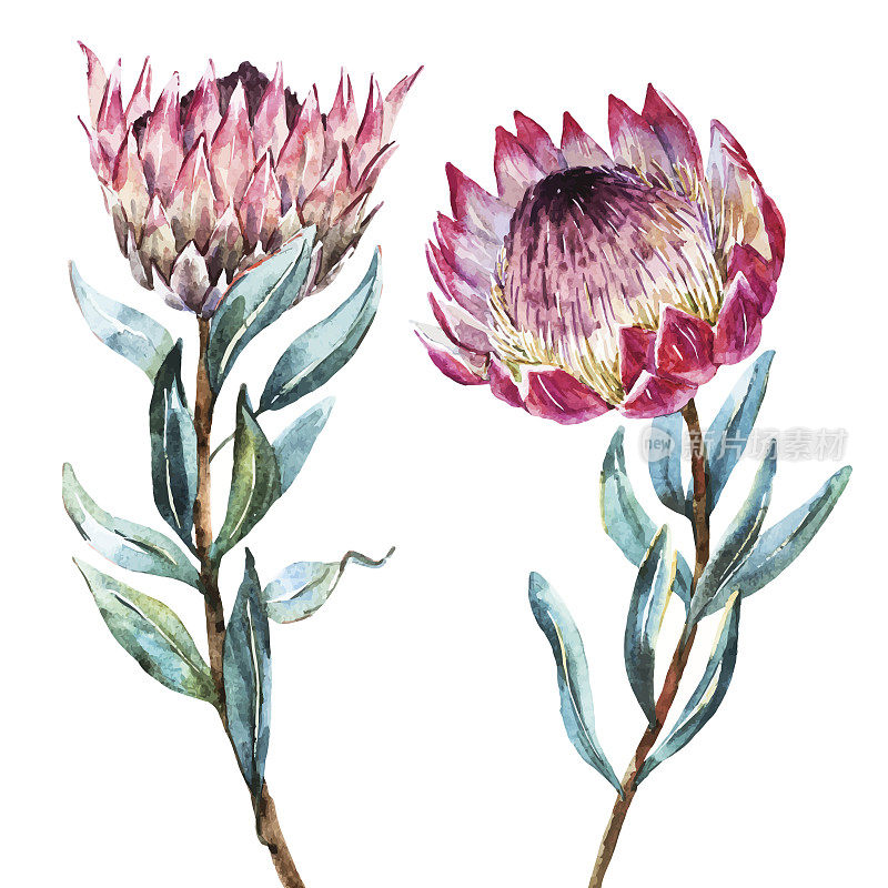 水彩热带花protea