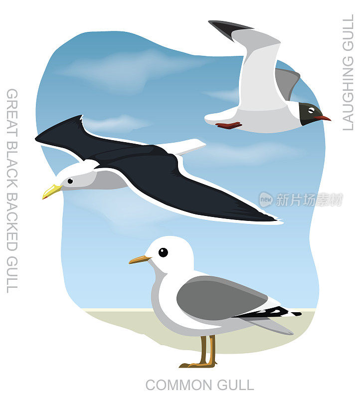 鸟海鸥设置卡通矢量插图