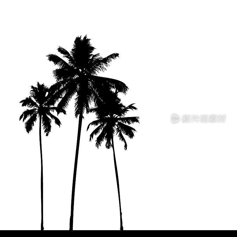 棕榈树剪影黑色