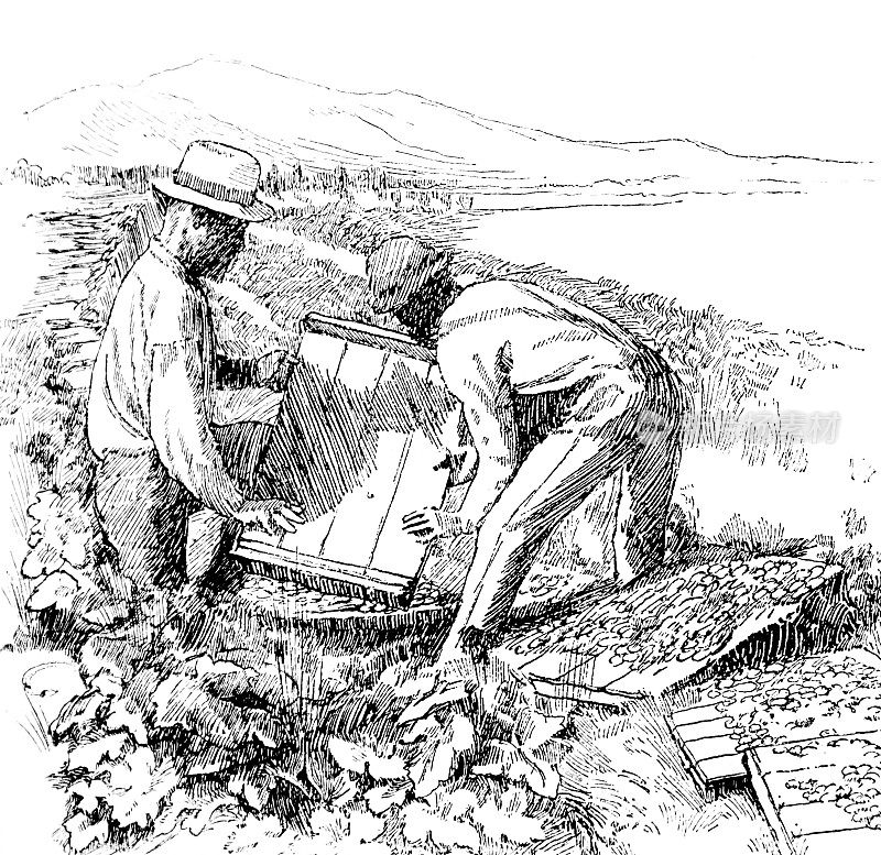 非洲奴隶在美国的一个水果农场工作