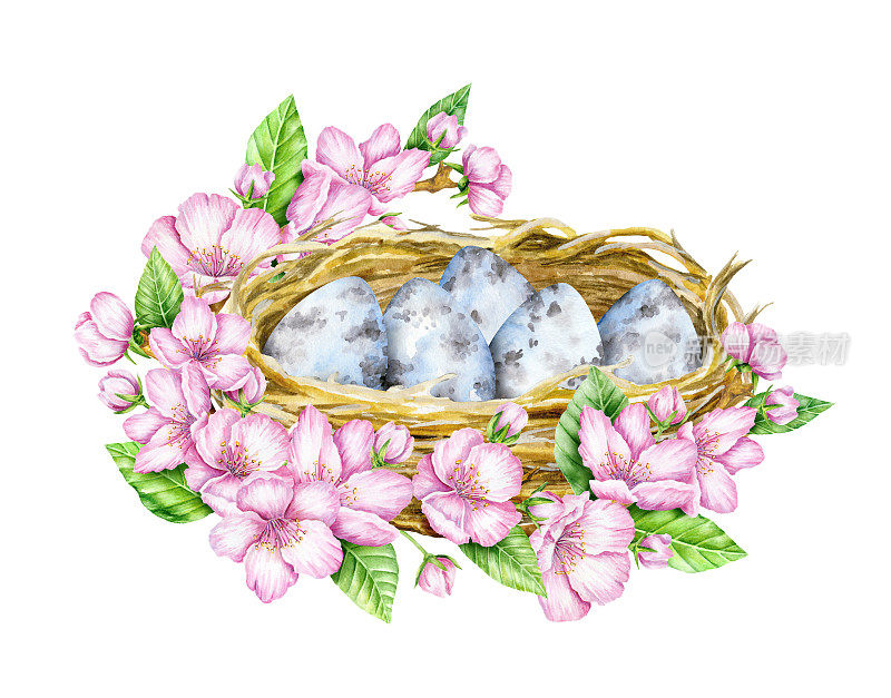 鸟巢和蓝色的蛋在开花。水彩插图。