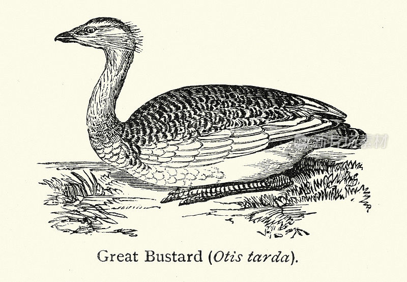 大鸨:大鸨科中的一种鸟，是大鸨属的唯一成员