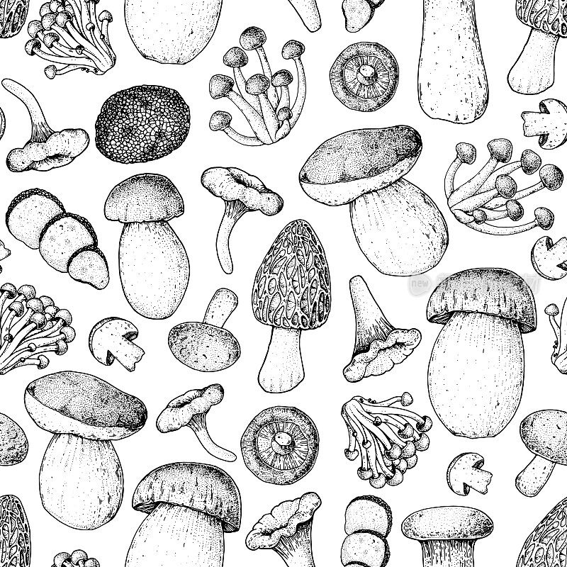 蘑菇无缝模式。手绘草图。各种蘑菇手绘矢量插图。食品的背景。森林蘑菇。黑色和白色。