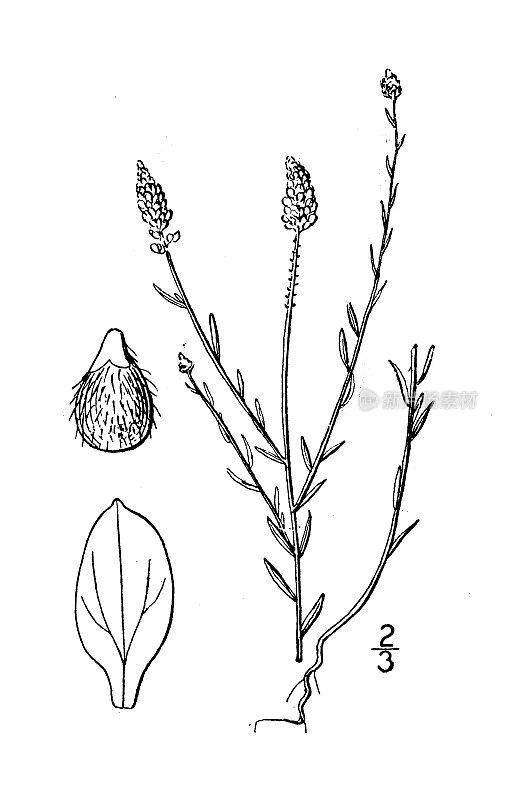 古植物学植物插图:远志、牛乳