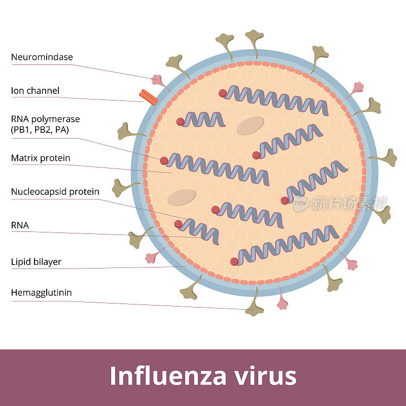 流感病毒:详细的病毒粒子方案