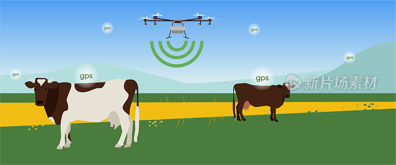 农场跟踪技术。无人机追踪奶牛地理标签，现代移动农业，农村智能技术，矢量概念