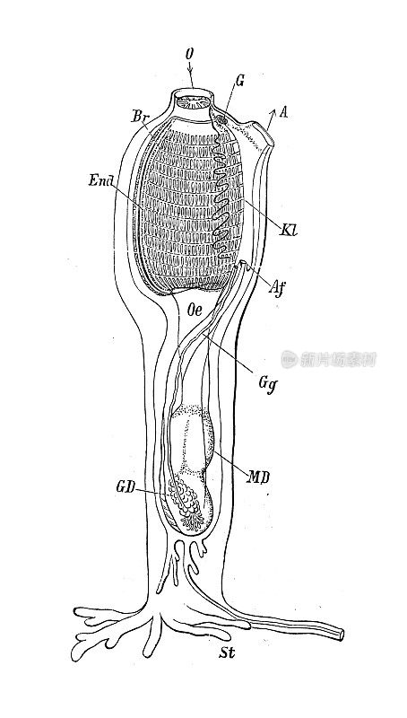 古董生物动物学图像:长柄螯虾