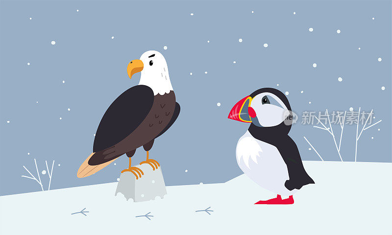 一组可爱的野生极地动物。海雀和羽绒海鸟矢量插图