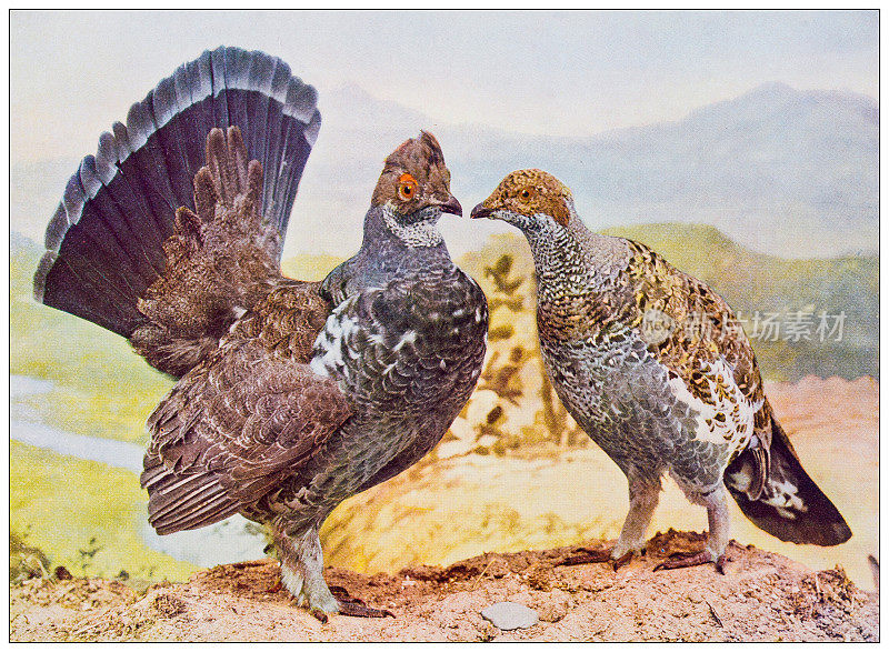 古董鸟类学彩色图像:Dusky松鸡