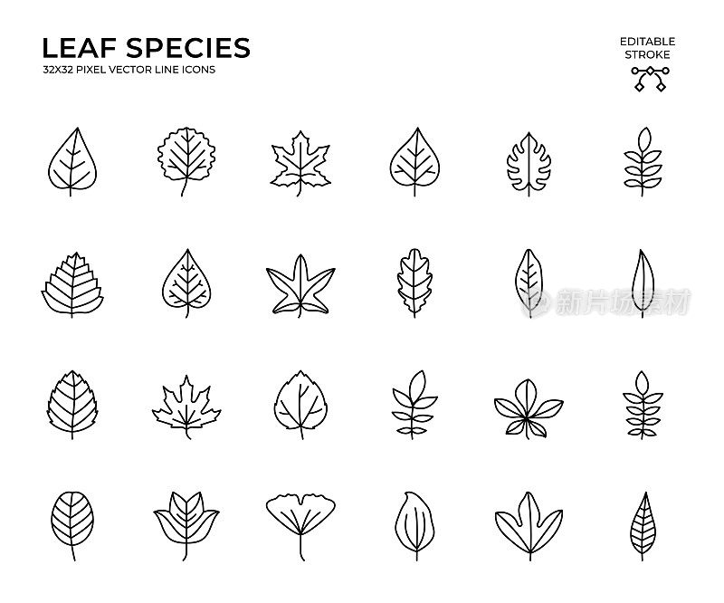 可编辑的笔画矢量图标集的叶子物种