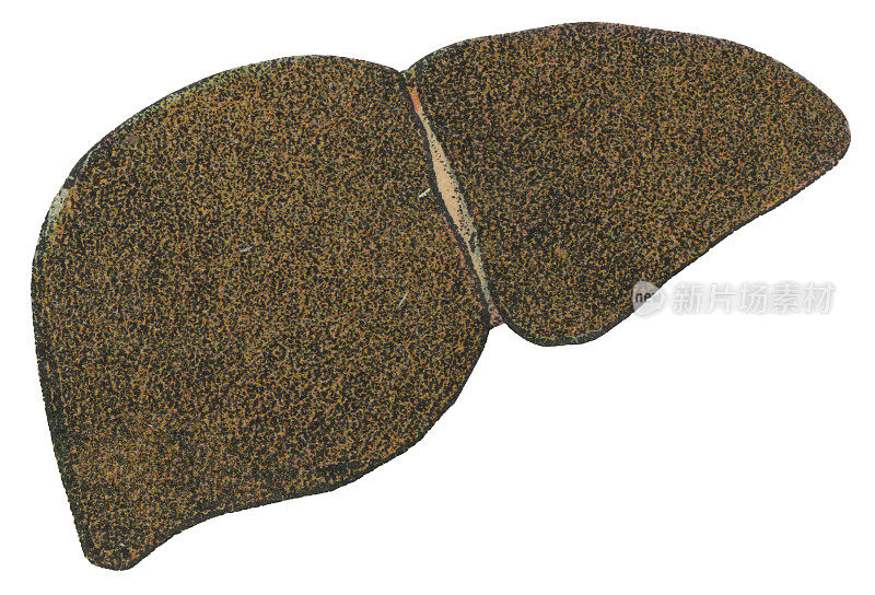 人体肝脏的医学插图――19世纪