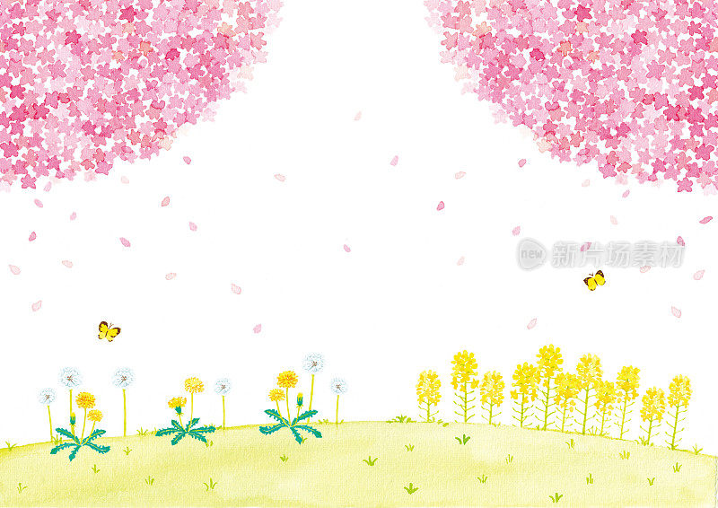樱花和油菜花田的水彩画插图。