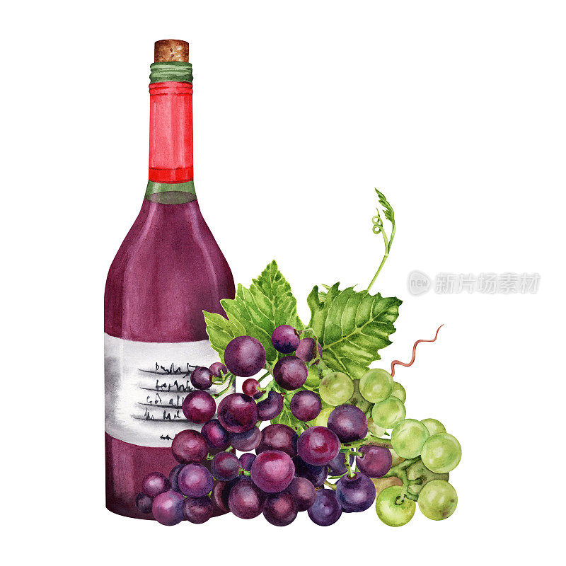 一瓶红酒配上葡萄和绿葡萄藤和葡萄叶。手绘水彩插图