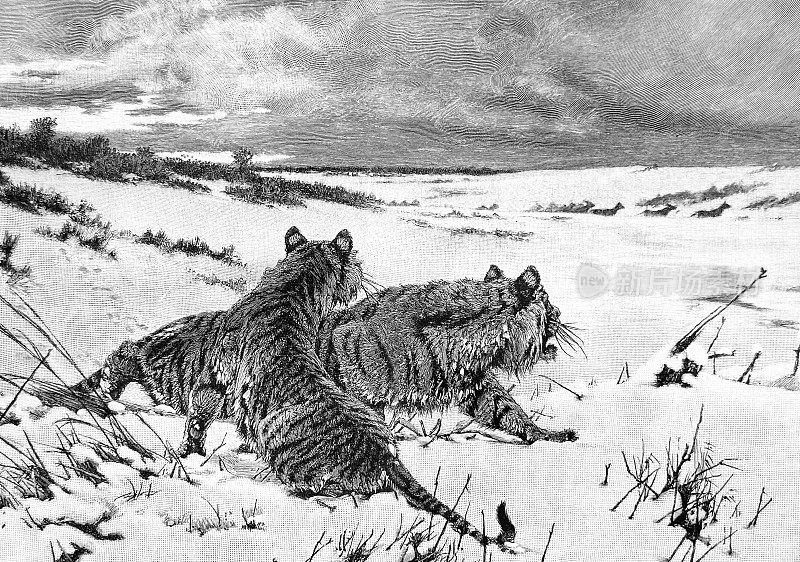 两只老虎在雪地里埋伏