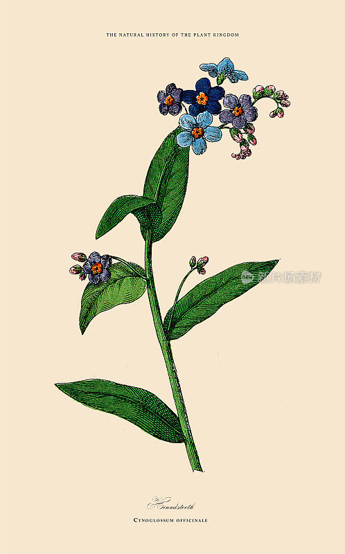 观赏植物，植物王国，维多利亚植物插图，大约1853年