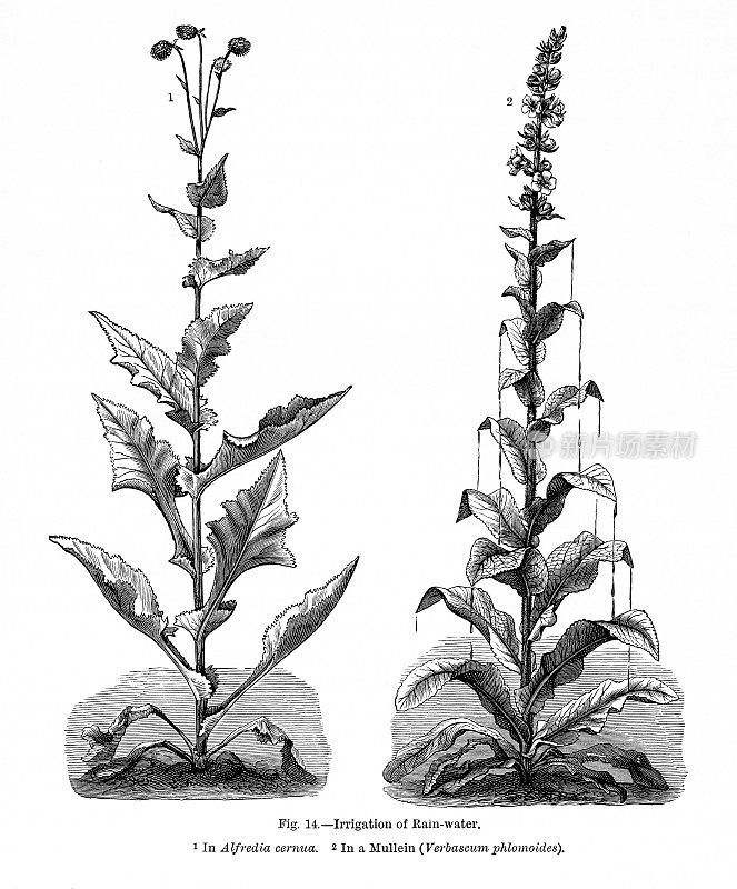 植物自然史，维多利亚植物插图，1897年雨水灌溉