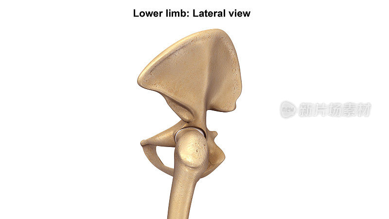 低Limb_Lateral视图