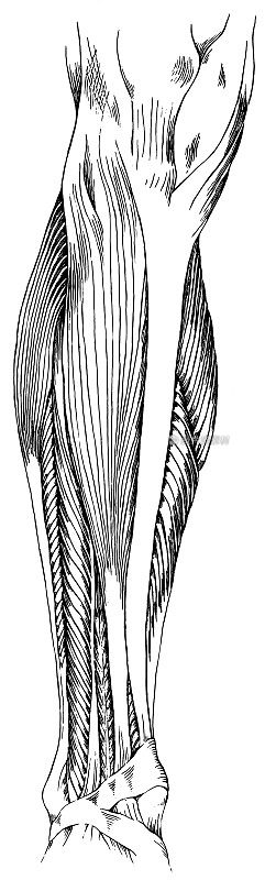 腿-下肌肉和肌腱后视图