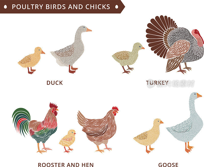 家禽和小鸡:鸭子，公鸡，小鸡，鹅，母鸡，火鸡。小鸟，小鸟的孩子，小鸟的孩子。