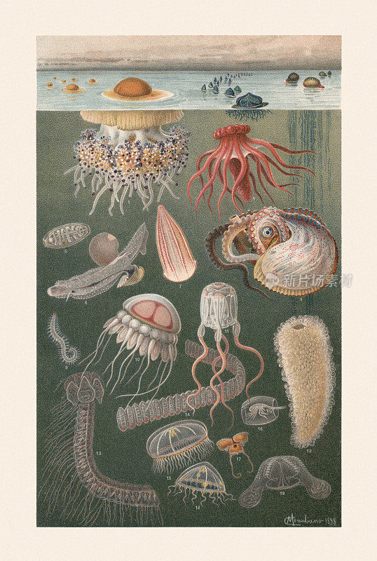海洋动物群，色石刻，1899年出版