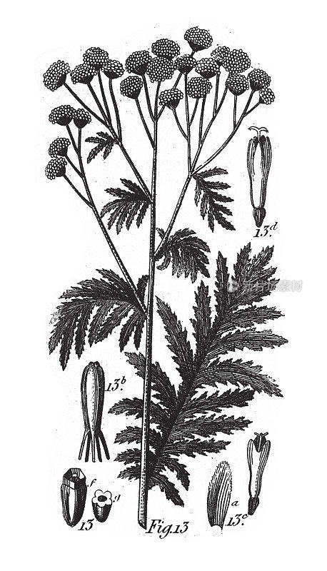 唐茜，植物与树脂或乳白色树液雕刻古董插图，出版于1851年
