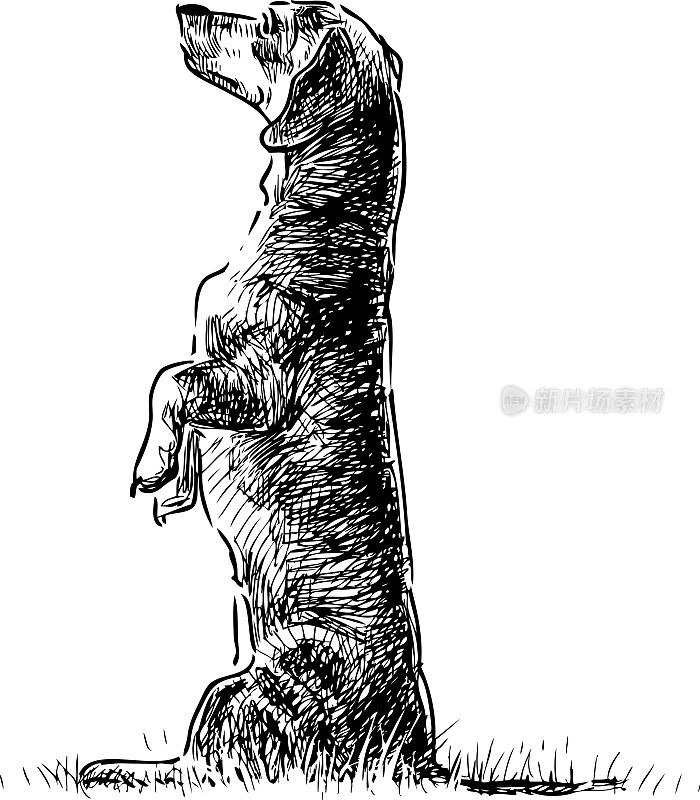 一只经过训练的可爱腊肠犬用后腿站立的素描