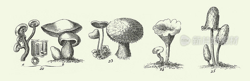 雕刻古物、真菌、Jussieu的植物分类、代表藻类、真菌、苔藓、水龙足植物等非开花植物雕刻古物插图，1851年出版