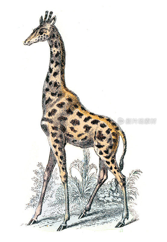 长颈鹿雕刻1872