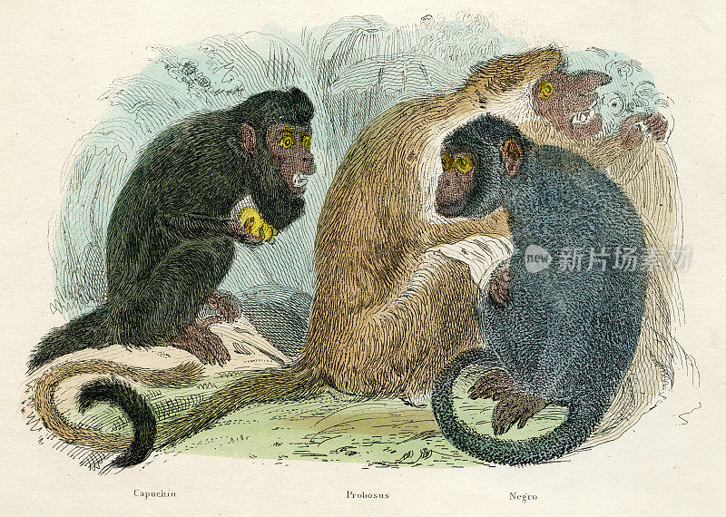 长鼻和卷尾猴雕刻1893